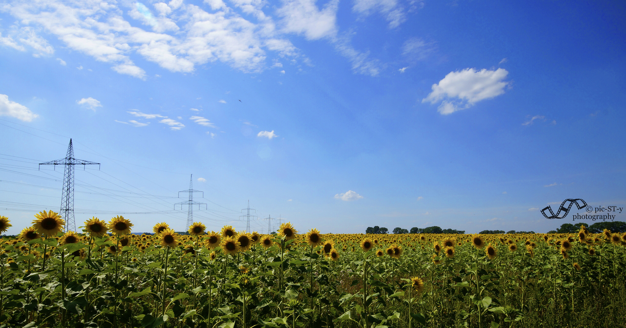 Sunflowers