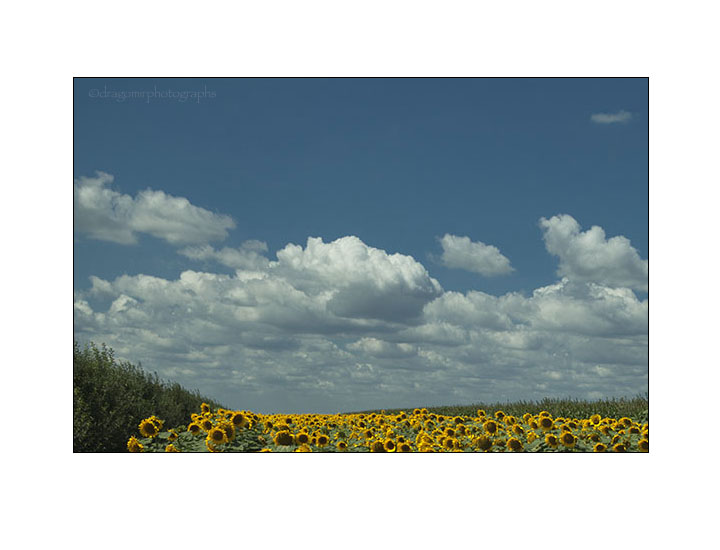 Sunflowers