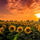 *** SUNFLOWERS ***