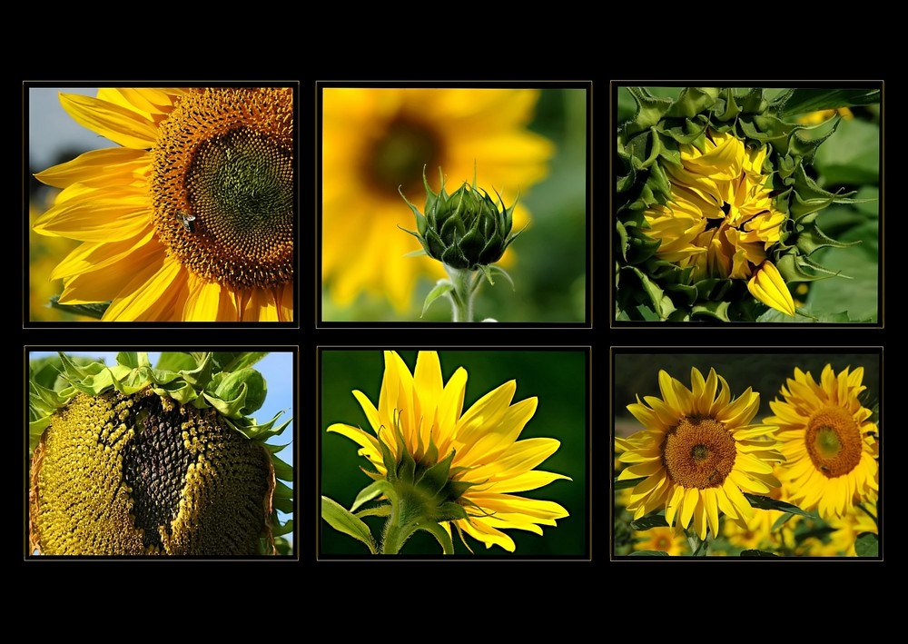 Sunflowers....