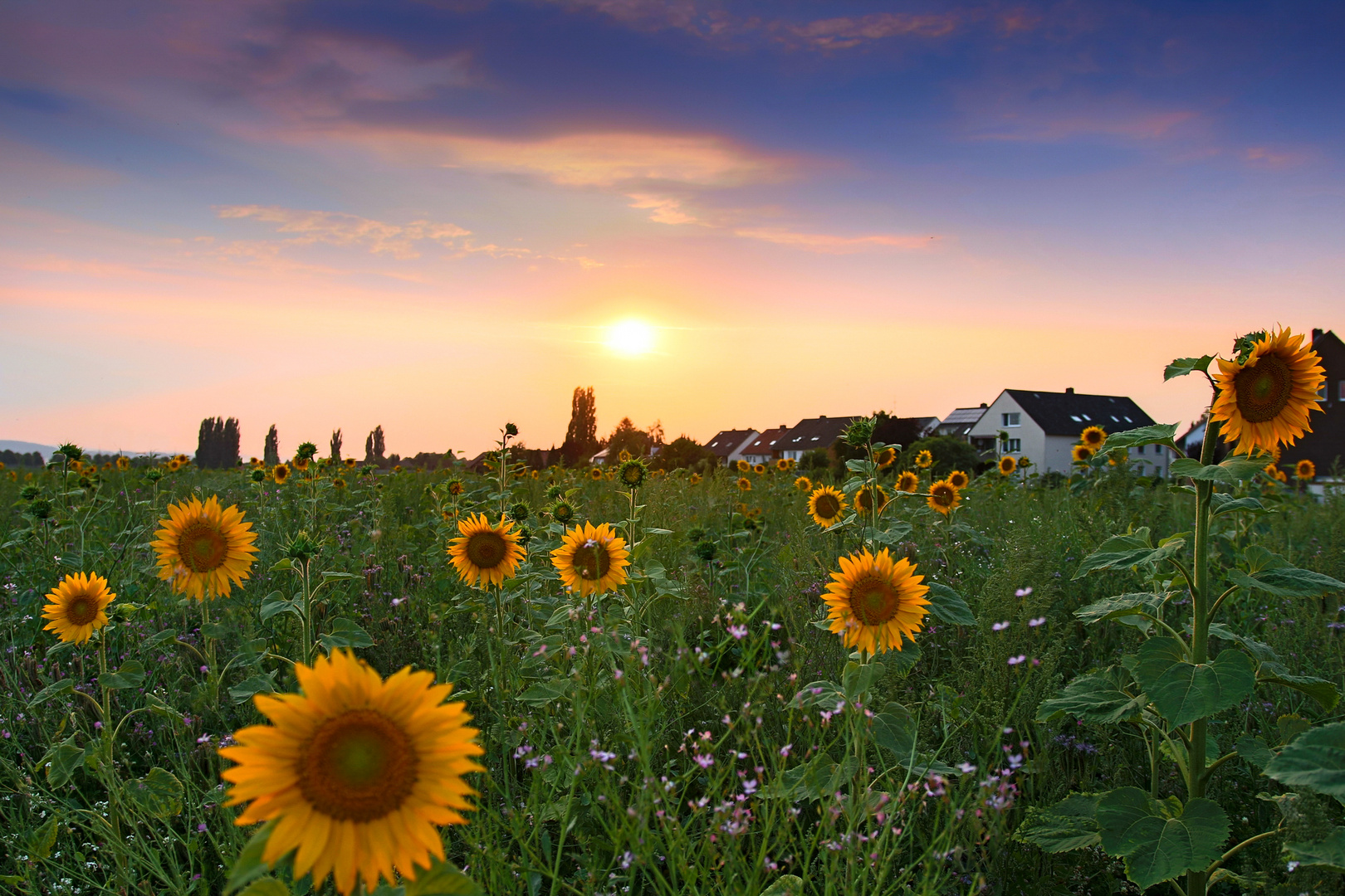 sunflowers