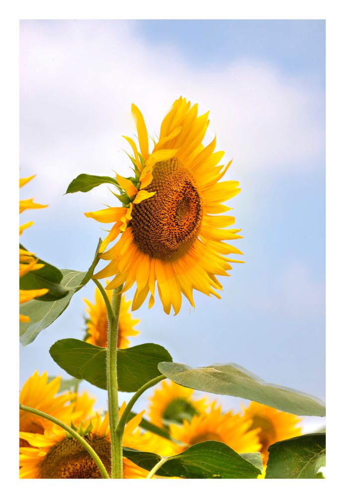 Sunflowers