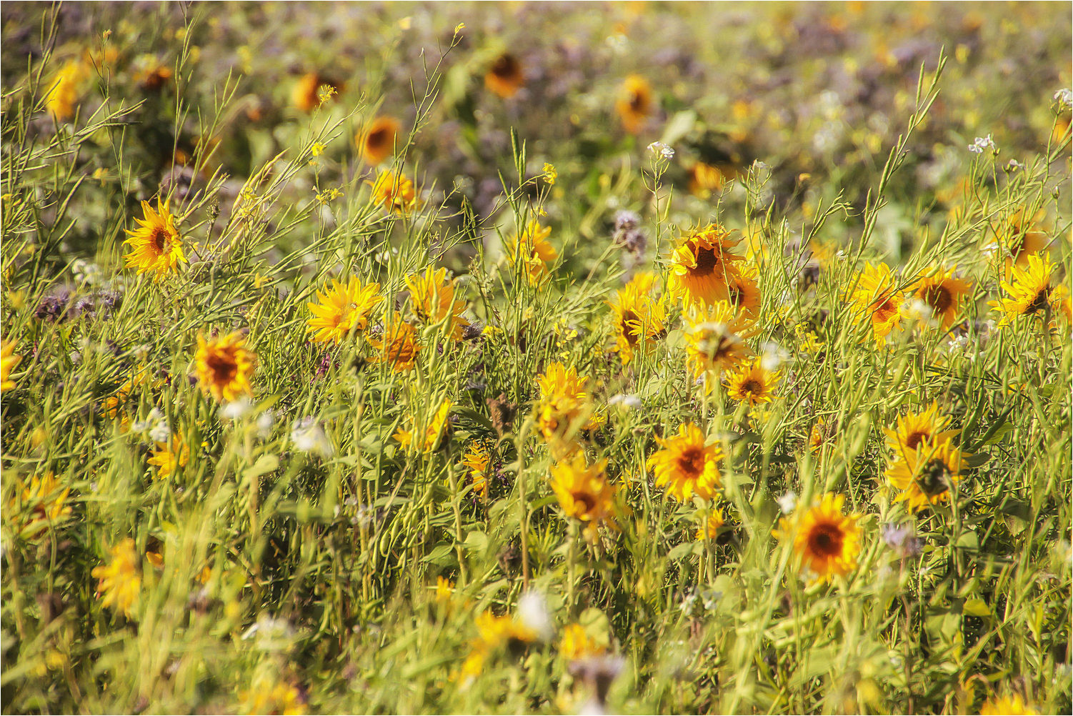 Sunflowers