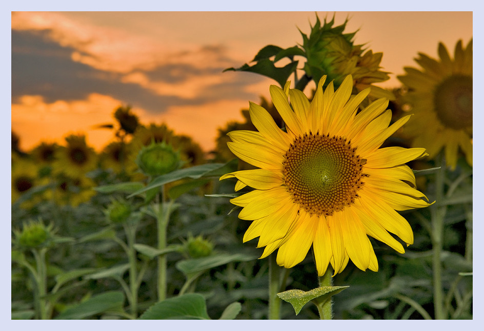 sunflowers