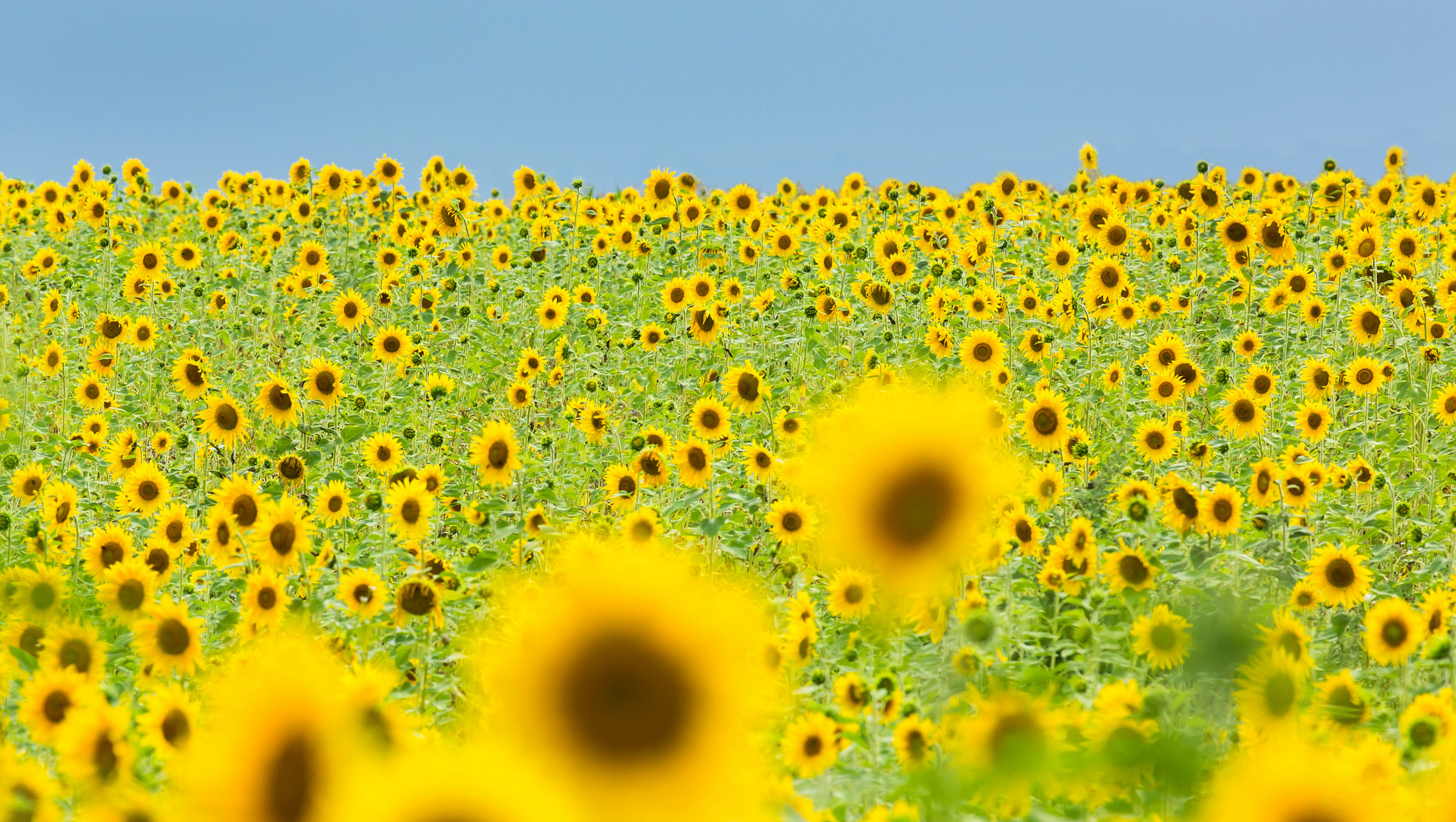 sunflowers