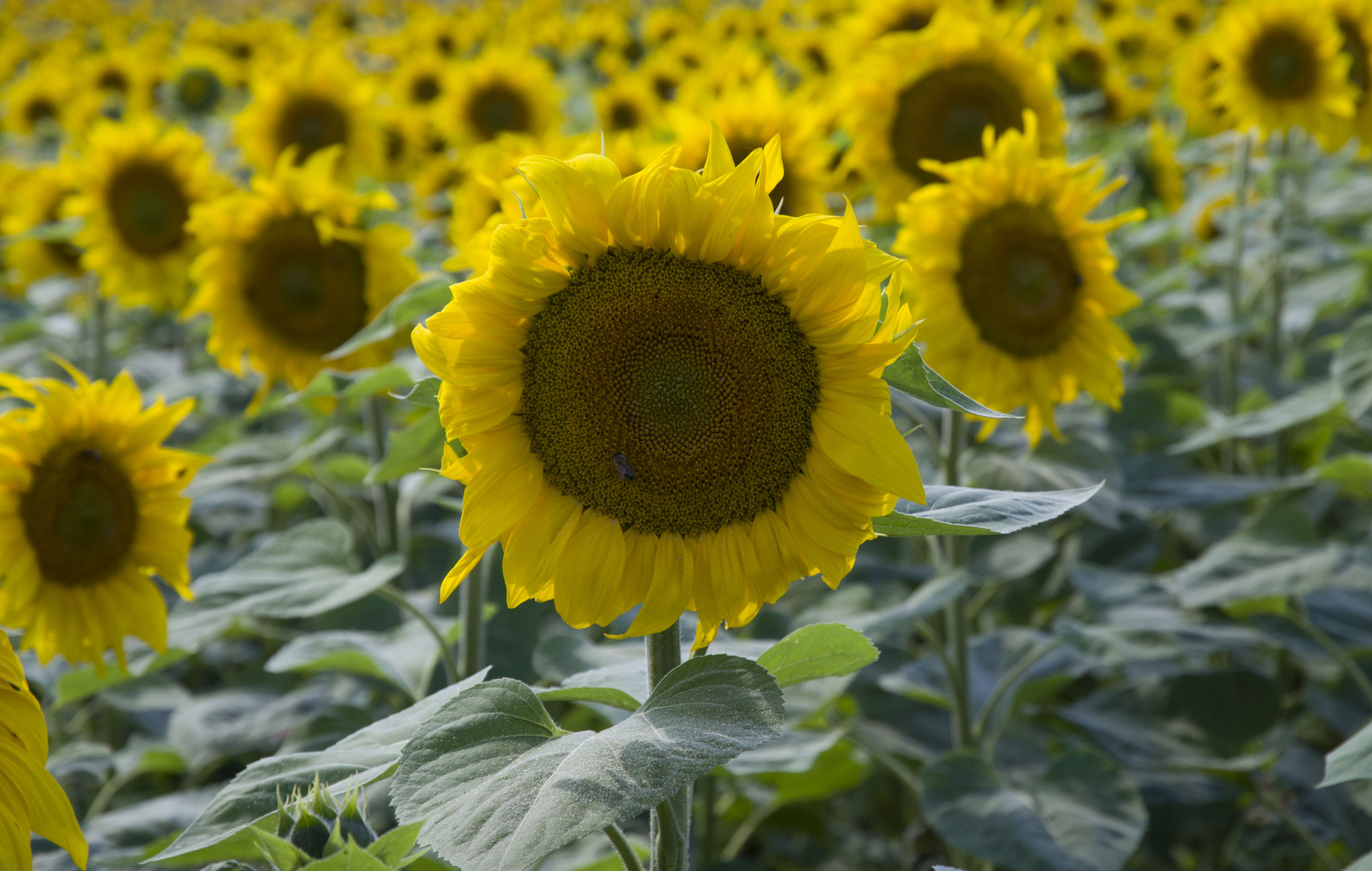 sunflowers