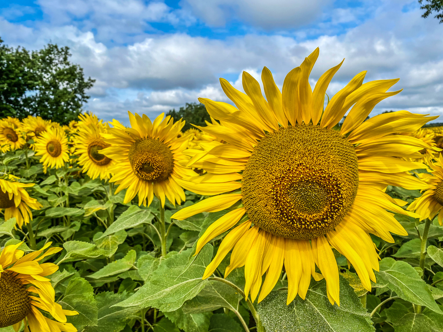 Sunflowers