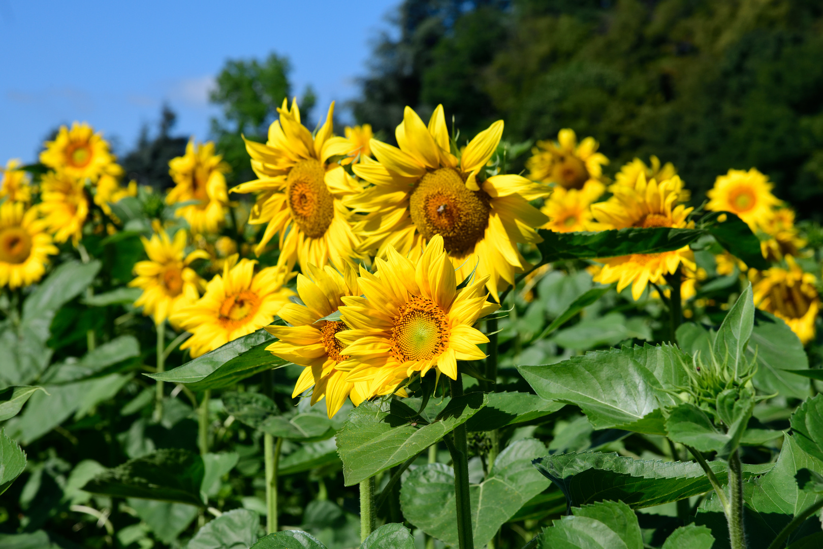 Sunflowers