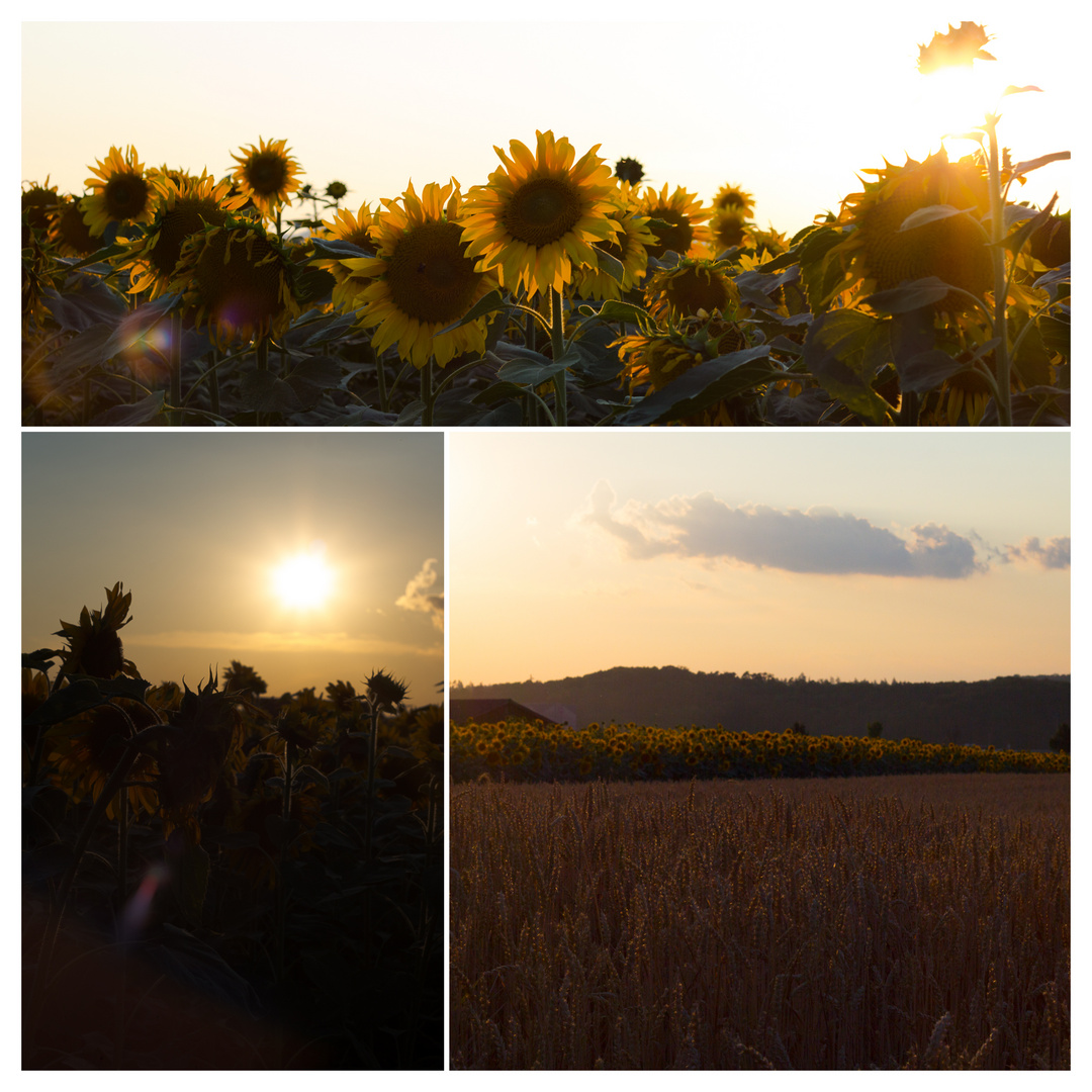 Sunflowers