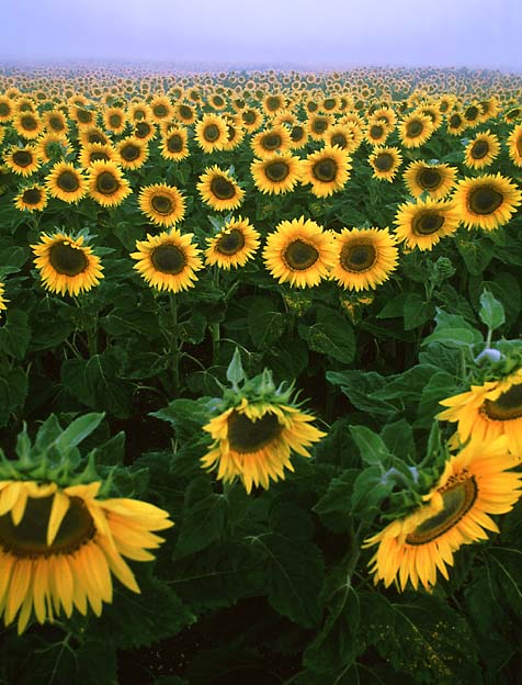 Sunflowers after dawn