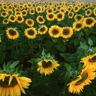 Sunflowers after dawn