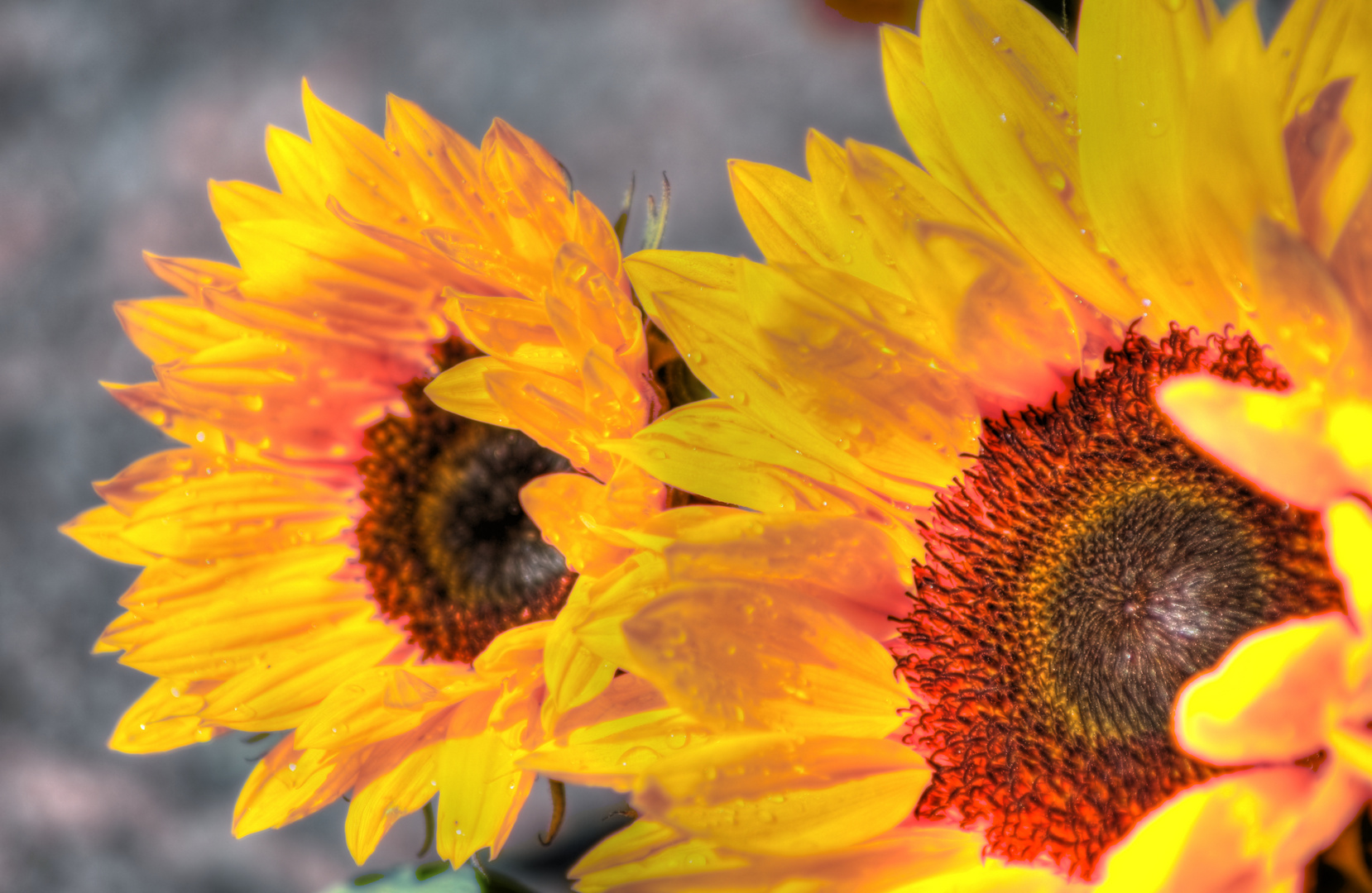 Sunflowers after the Rain