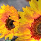 Sunflowers after the Rain