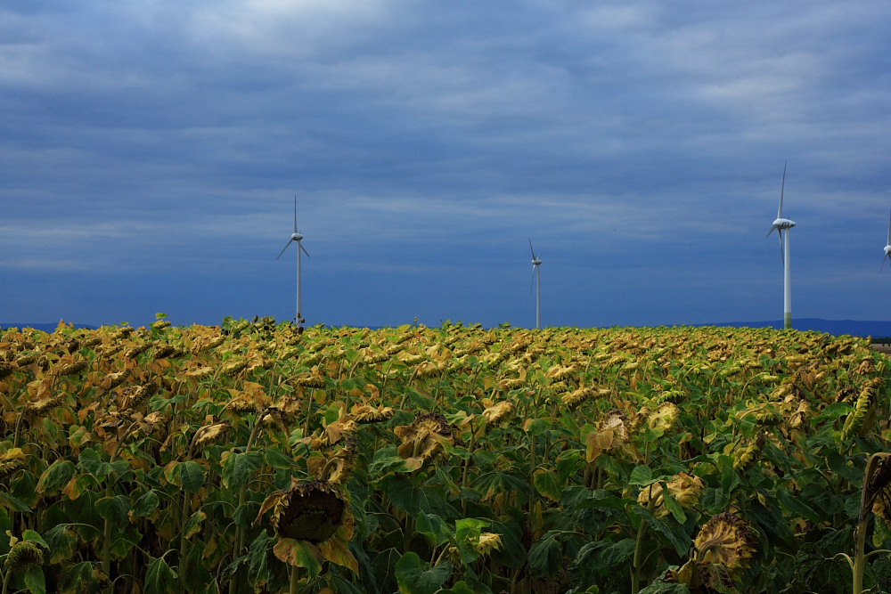 sunflowers and windturbins