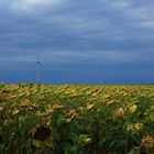 sunflowers and windturbins