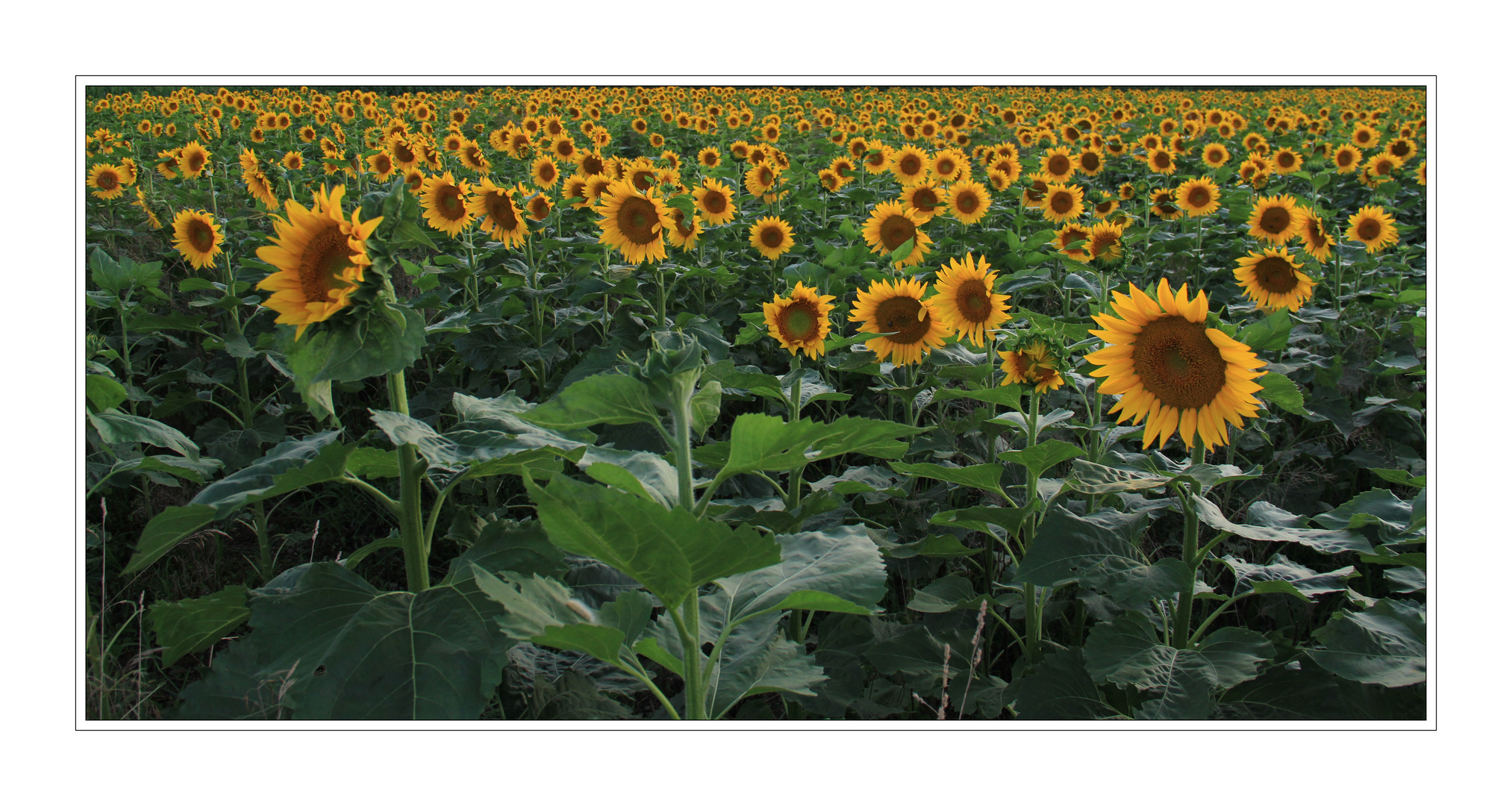 sunflowers as far as the eye can see