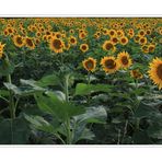 sunflowers as far as the eye can see