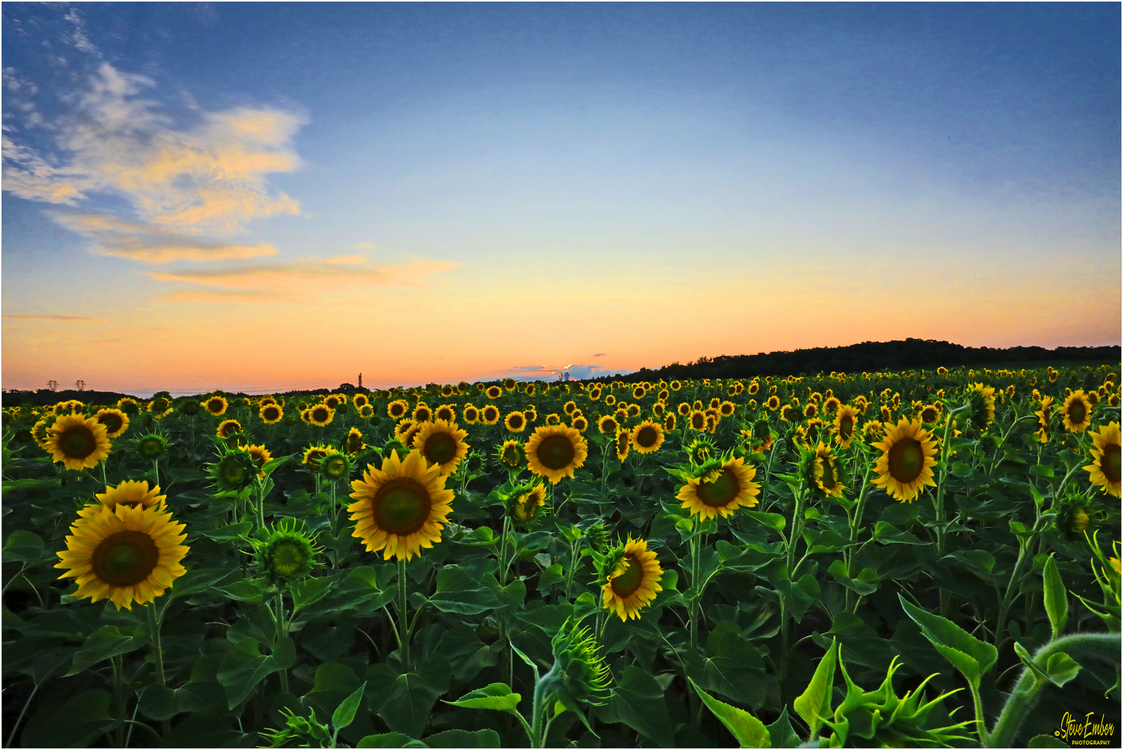 Sunflowers at Sunset - A Virginia Piedmont Impression