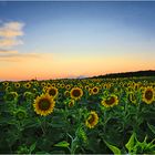 Sunflowers at Sunset - A Virginia Piedmont Impression