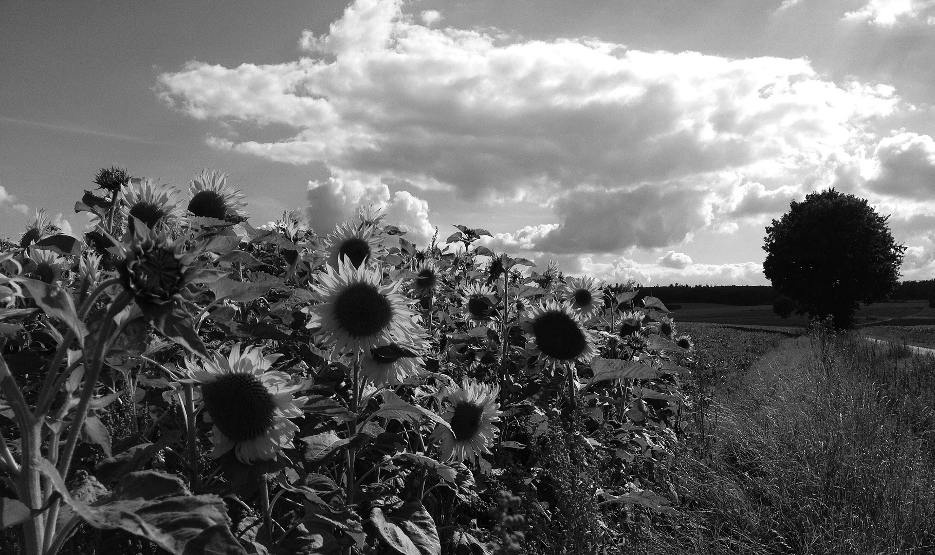 Sunflowers