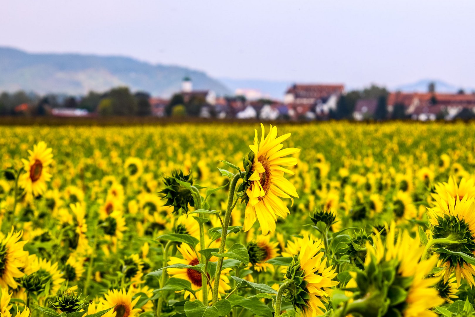 Sunflowers