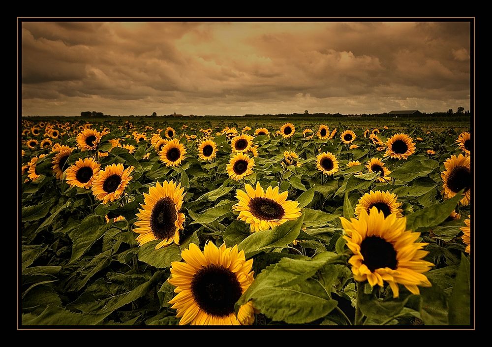 Sunflowers