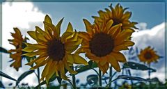 Sunflower's