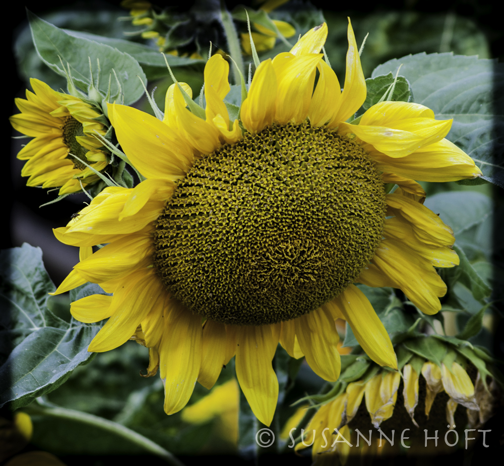 sunflowers