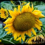 sunflowers