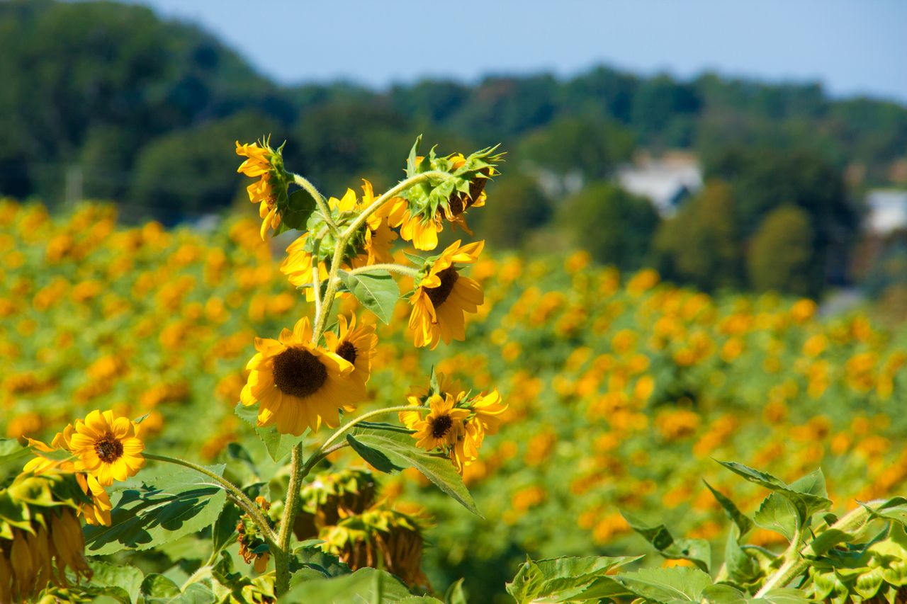 Sunflowers