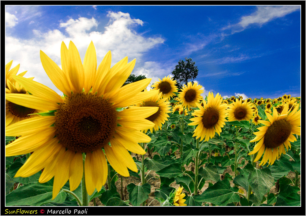 SunFlowers