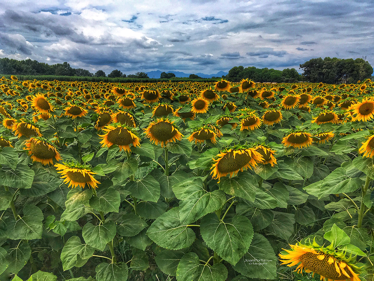 sunflowers