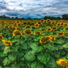 sunflowers