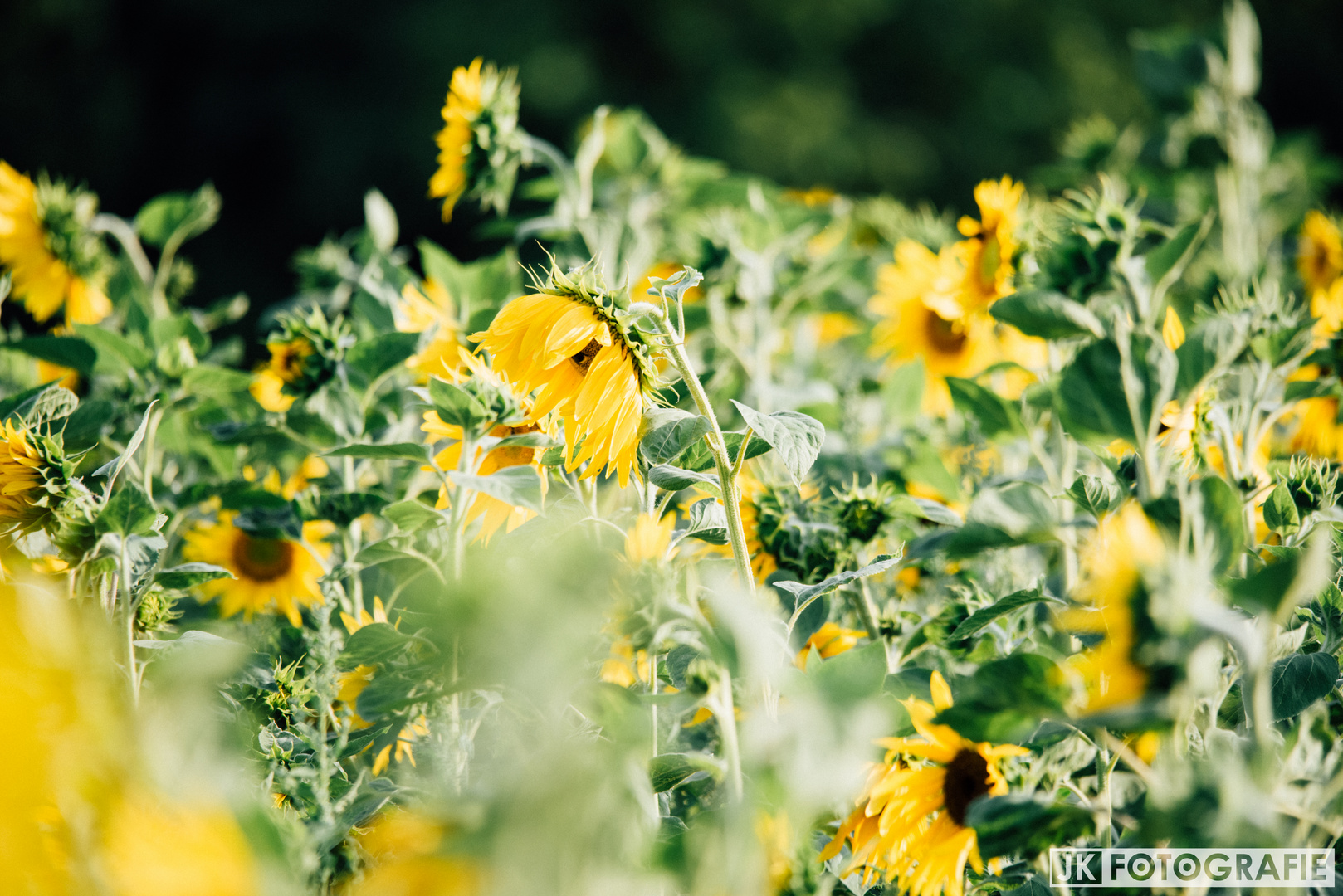 Sunflowers .....