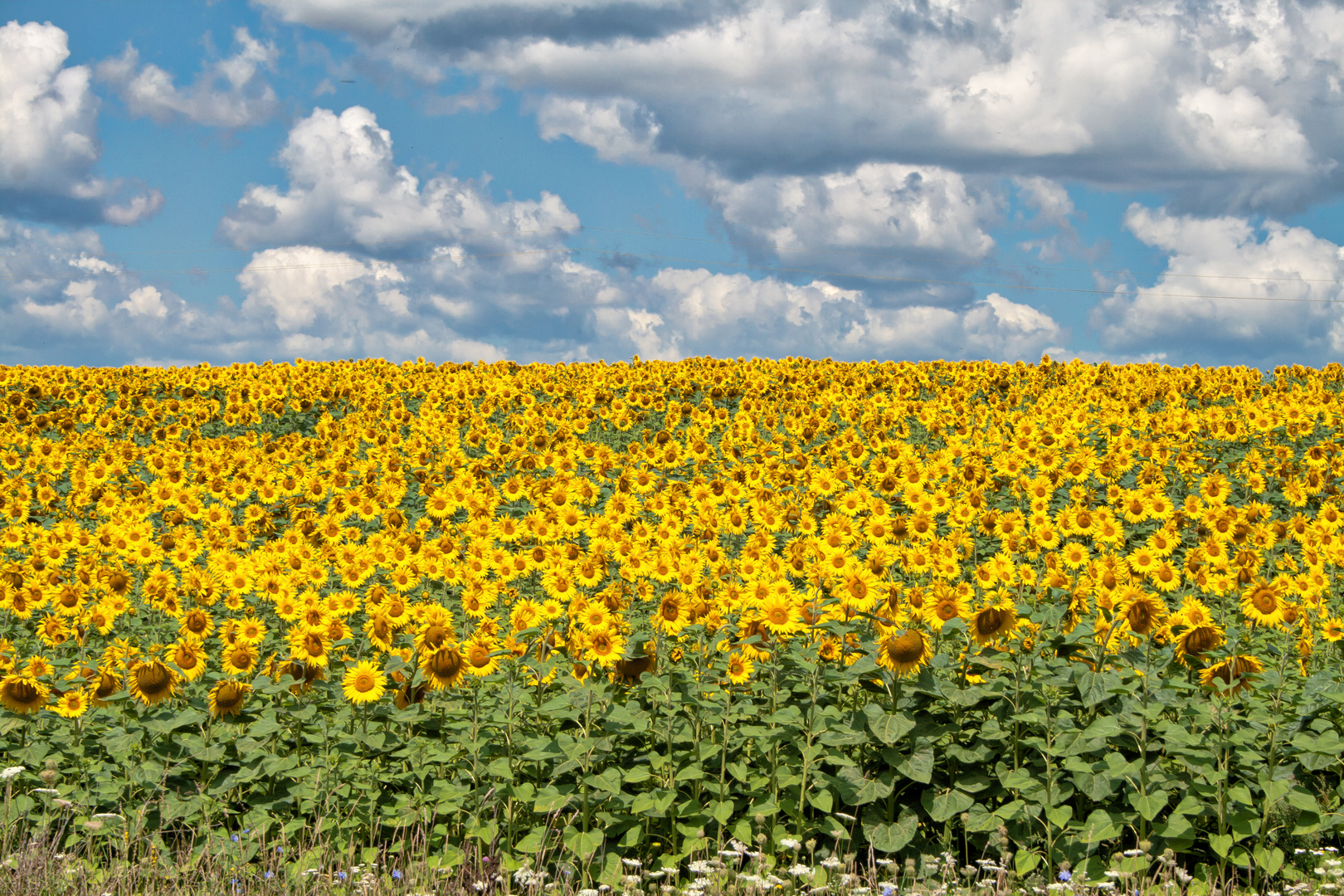 Sunflowers-Chmelnik