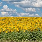 Sunflowers-Chmelnik