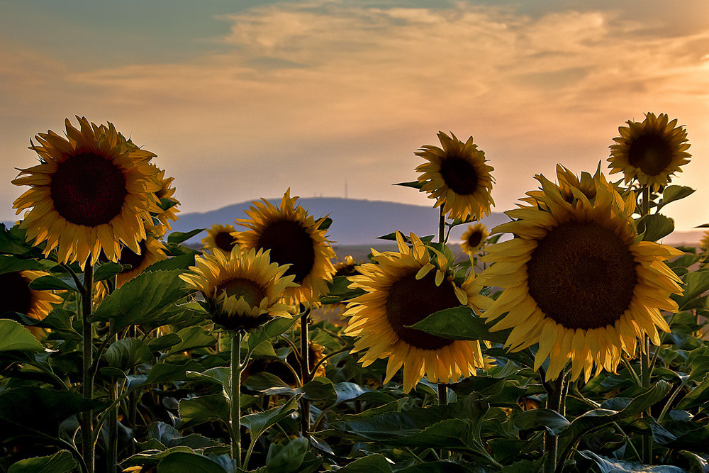 Sunflowers