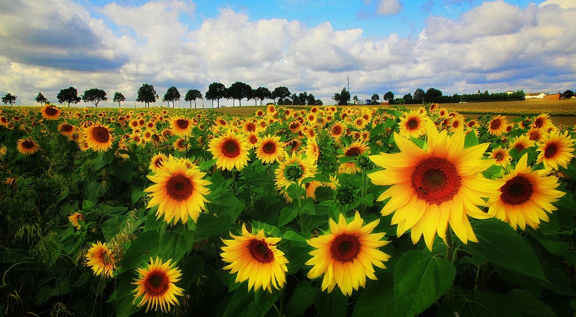 Sunflowers 