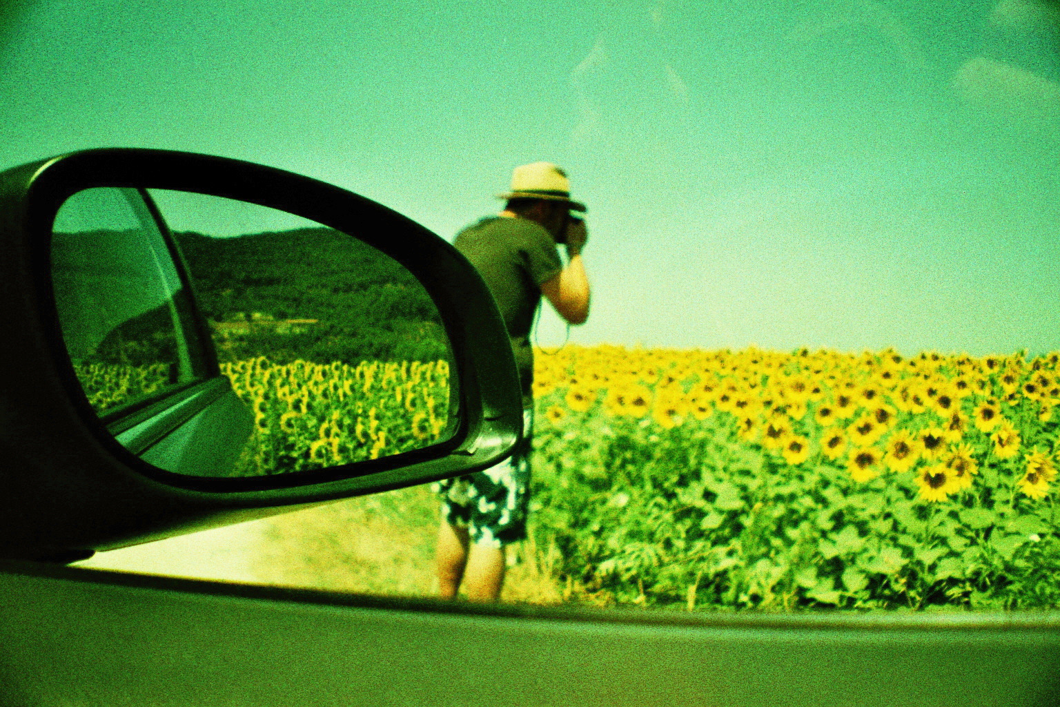 Sunflowers