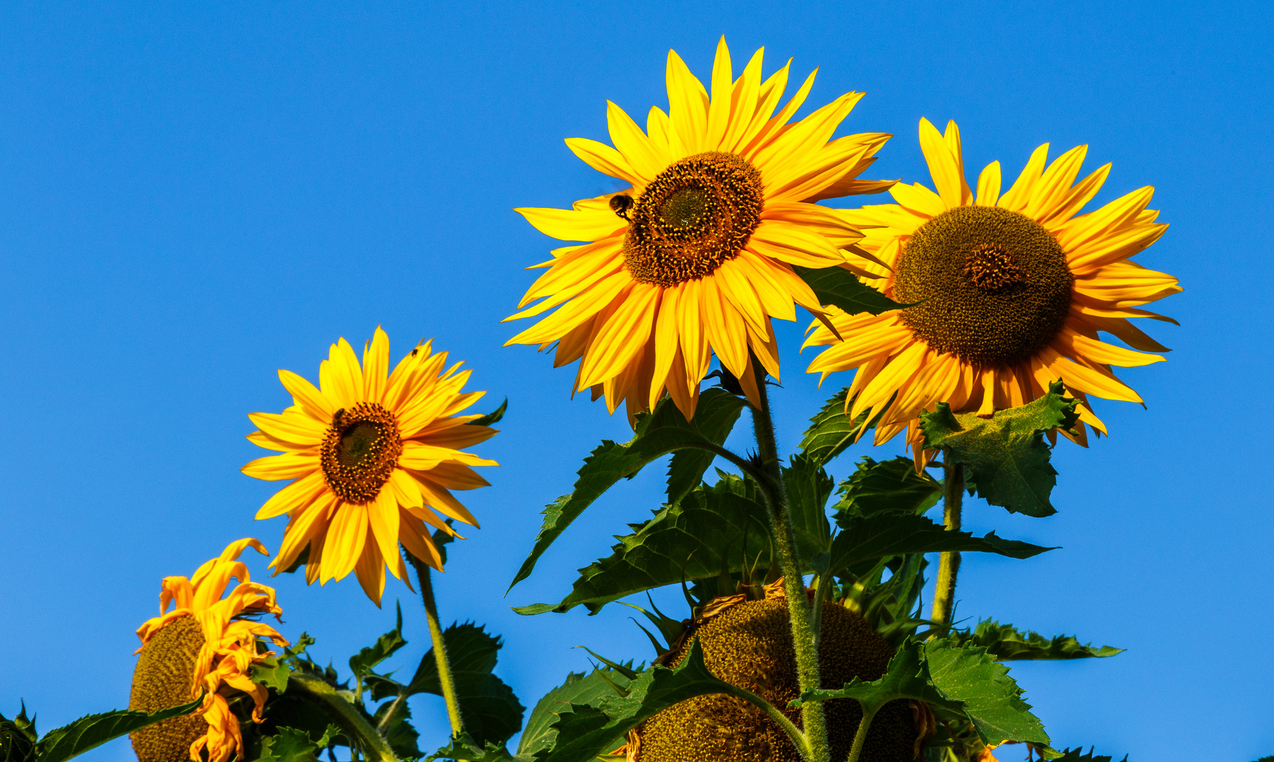 Sunflowers