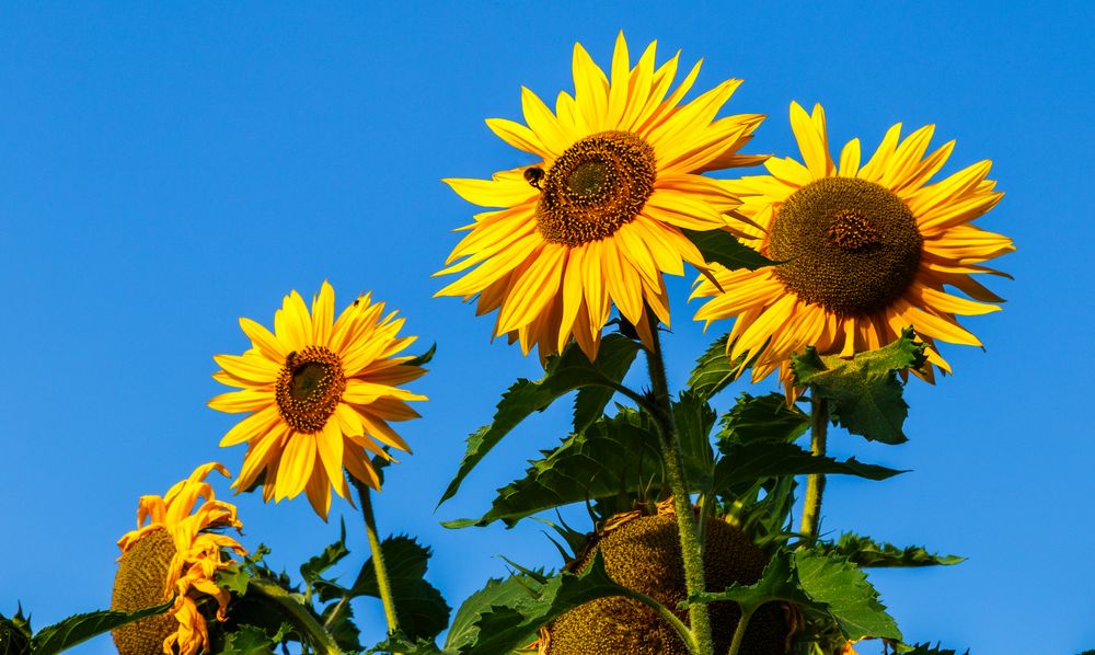 Sunflowers