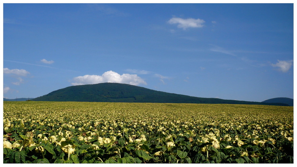 Sunflowers