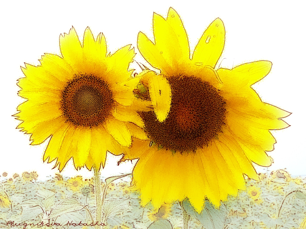 sunflowers