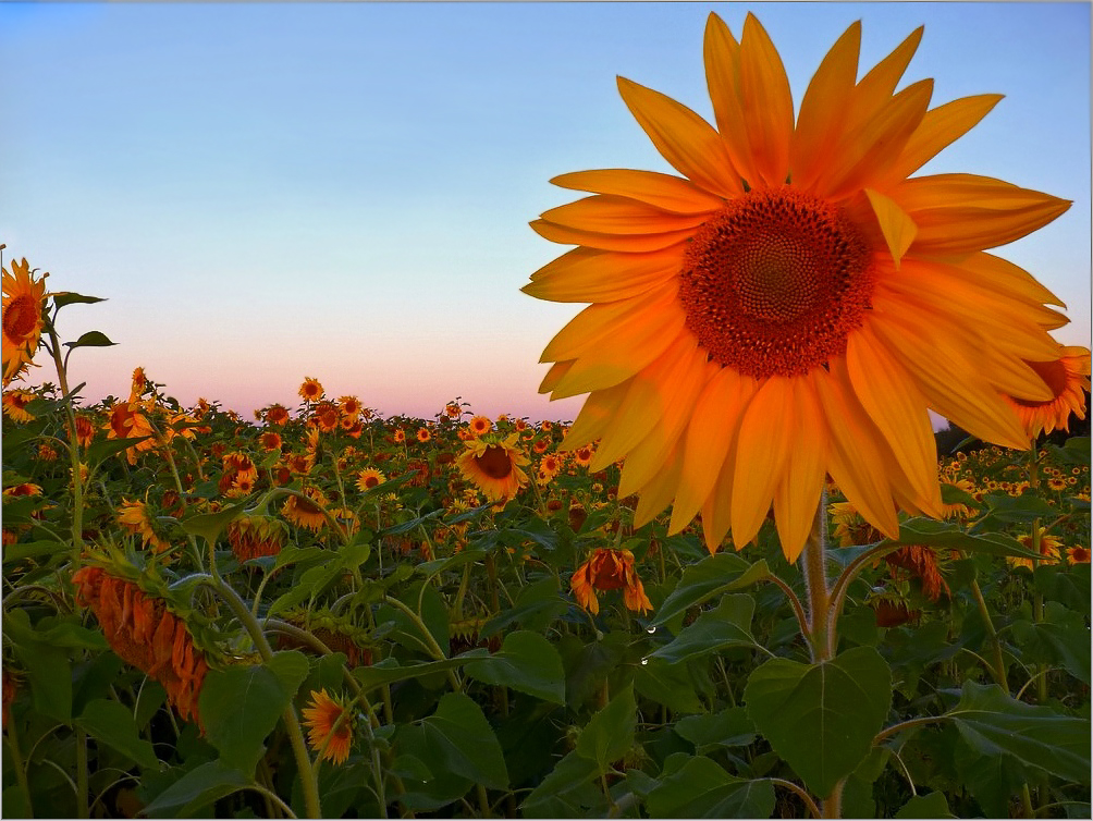 Sunflowers ...