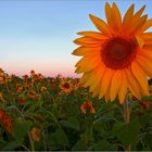 Sunflowers ...