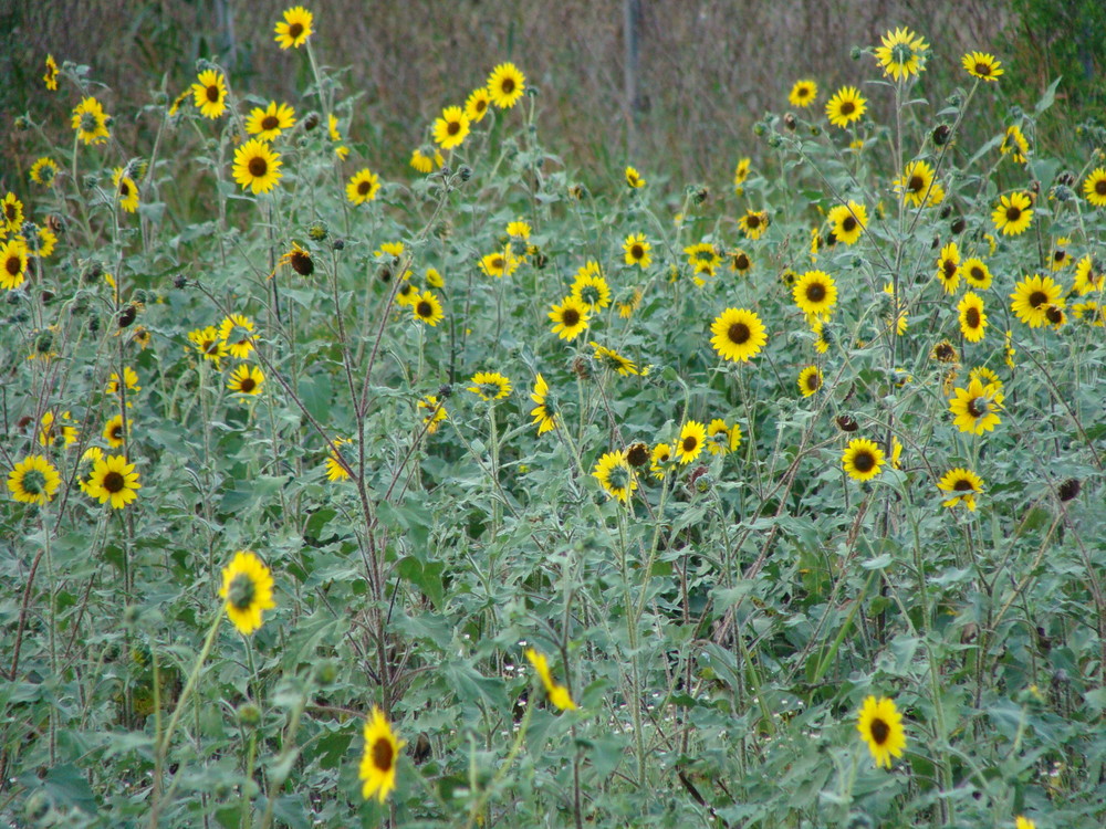 sunflowers en cadereyta nuevo leon