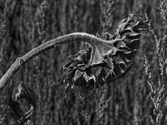 Sunflower’s end