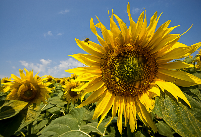 SUNFLOWERS F&#304;ELD OF ÇANAKKALE...