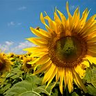 SUNFLOWERS F&#304;ELD OF ÇANAKKALE...