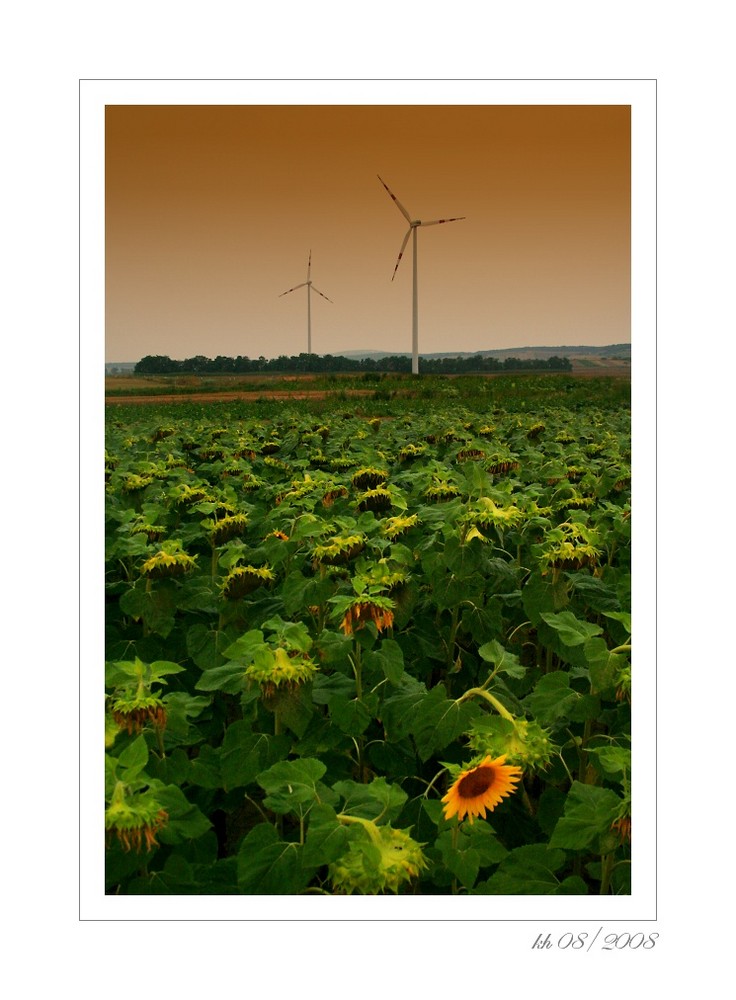 sunflowers